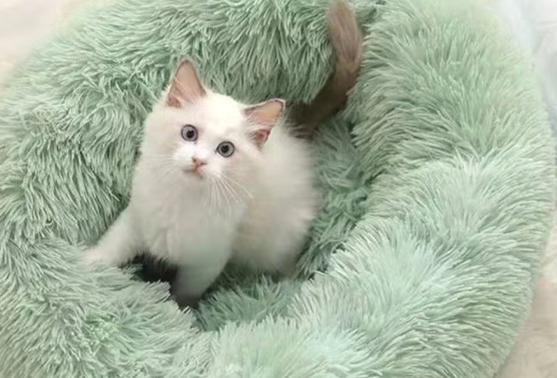 290gsm*165cm 易打理30mm海派绒适用于服装/玩具/宠物窝/毯子 装饰面料